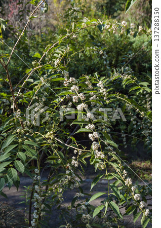 Komurasaki Komurasaki 137288150