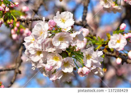 Double cherry blossoms at Homyoji Temple, Osaka Mint Bureau Double cherry blossoms at Homyoji Temple, Osaka Mint Bureau 137288429