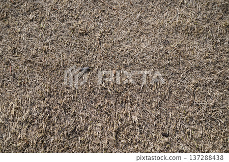 Texture of dead grass and dry ground in winter 137288438