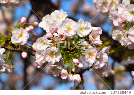 大阪造幣局,法明寺重瓣櫻花 大阪造幣局,法明寺重瓣櫻花 137288449