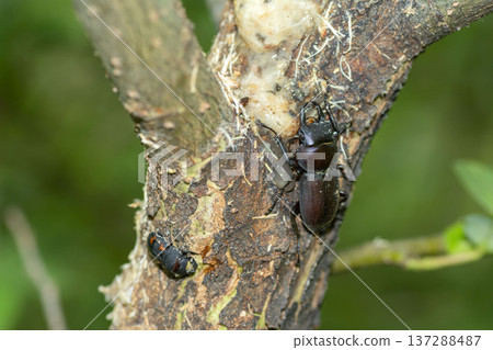 Dorcus rectus Dorcus rectus 137288487