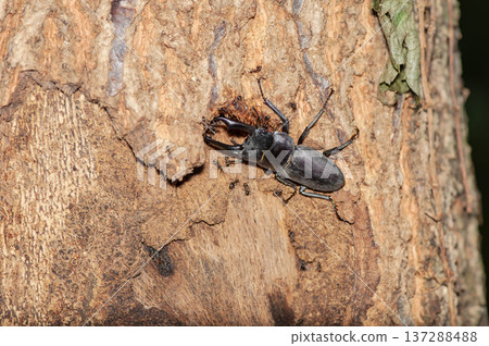 國和 國和 137288488