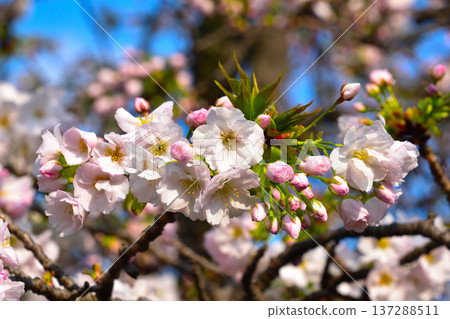 Double cherry blossoms at Homyoji Temple, Osaka Mint Bureau 137288511