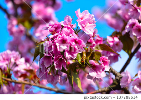 Double-flowered cherry blossoms and double-flowered purple cherry blossoms at the Osaka Mint Bureau 137288614