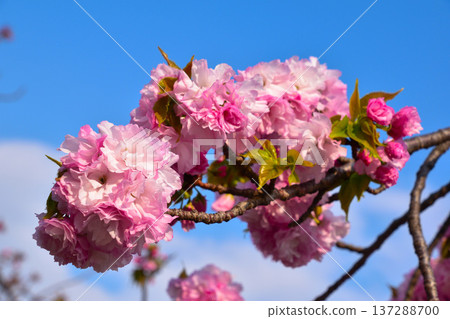 Double cherry blossoms in Kasugai at the Osaka Mint Bureau 137288700