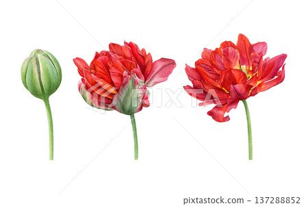 Watercolor set showing a red double tulip in three stages: closed bud, blooming and fully open flower on a white background. Ideal for prints, packaging, cards, and floral branding 137288852