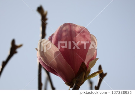 Close-up of a magnolia flower with pink petals against a blue sky Close-up of a magnolia flower with pink petals against a blue sky 137288925