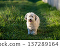 Small Dog Standing on Grass Outdoors 137289164