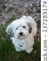 Small White Dog Looking at Camera Outdoors 137289174
