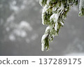 Snow and Ice on Pine Branch in Winter 137289175