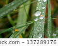 Water Droplets on Green Grass Blades 137289176