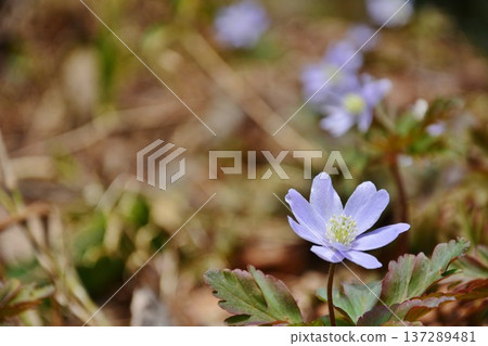 Flower of a glacier 137289481