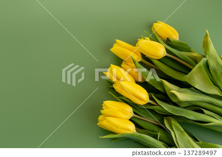 beautiful yellow tulip flowers arrangement minimal botanical background beautiful yellow tulip flowers arrangement minimal botanical background 137289497