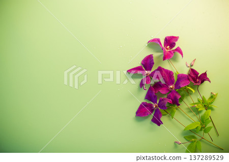 Clematis close-up on clean green background Clematis close-up on clean green background 137289529