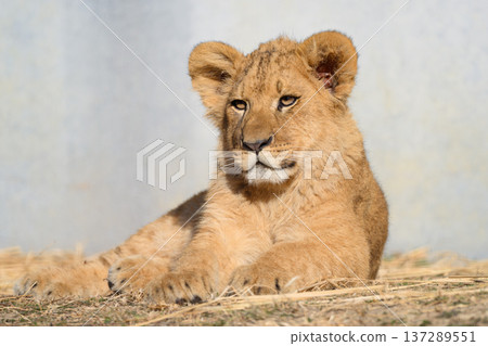 Sitting Lion Cub 137289551