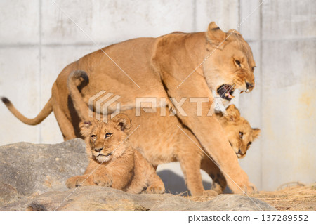 Mother lion and cubs Mother lion and cubs 137289552