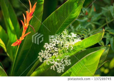Vibrant orange blooms contrast with lush green leaves 137289745