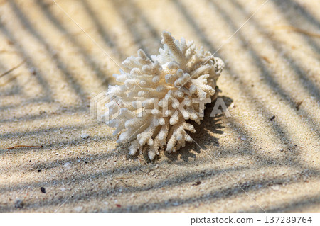 Tiny white coral rests on sunlit sand Tiny white coral rests on sunlit sand 137289764