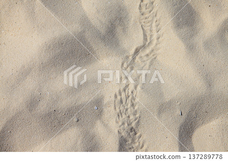Soft sand swirls beneath a gentle, winding trail Soft sand swirls beneath a gentle, winding trail 137289778