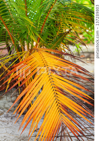 Golden fronds contrast with green leaves 137289803