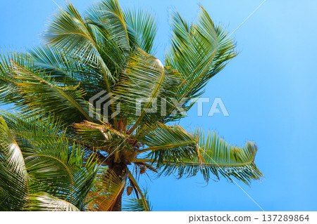 Vibrant palm fronds reach skyward against cerulean blue Vibrant palm fronds reach skyward against cerulean blue 137289864