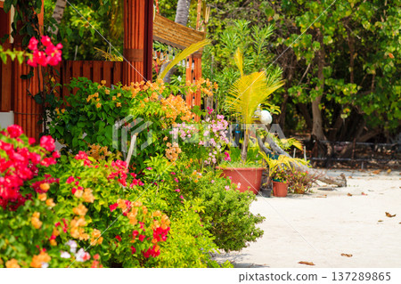 Vibrant flowers bloom beside a wooden fence 137289865