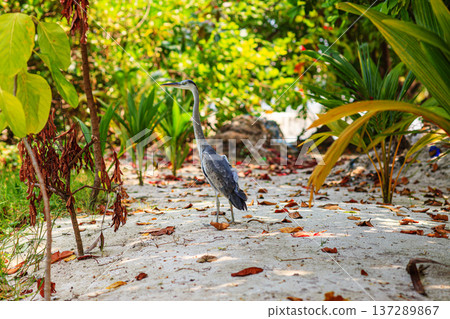 Gray heron walks sandy path through lush greenery Gray heron walks sandy path through lush greenery 137289867