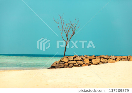 Solitary tree stands beside stone wall Solitary tree stands beside stone wall 137289879