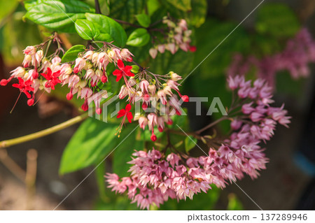 Vibrant red and soft pink blossoms hang delicately from green stems 137289946