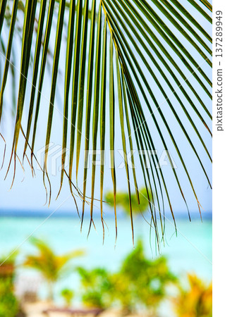 Tropical leaves frame a sunlit beach scene Tropical leaves frame a sunlit beach scene 137289949