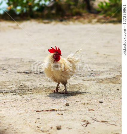 Tiny white chicken with red comb stands on sandy ground Tiny white chicken with red comb stands on sandy ground 137289961