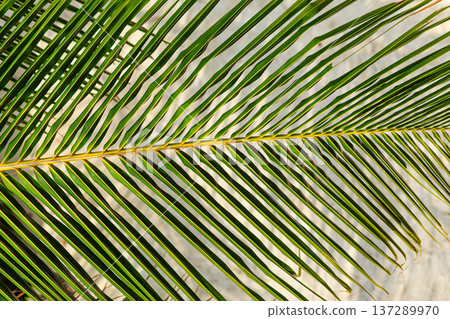 Bright green palm fronds spread across a sunlit background Bright green palm fronds spread across a sunlit background 137289970
