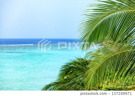 Tropical palm fronds sway gently over turquoise waters Tropical palm fronds sway gently over turquoise waters 137289971