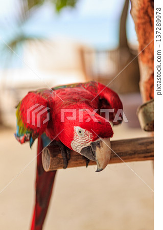 Bright red parrot perches calmly on a wooden branch 137289978