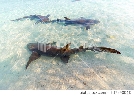 Three sharks glide through shallow, sunlit water 137290048