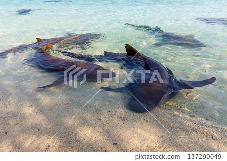 Graceful rays glide in shallow, sunlit waters Graceful rays glide in shallow, sunlit waters 137290049