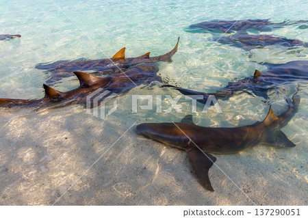 Clear waters cradle graceful sharks gliding below 137290051