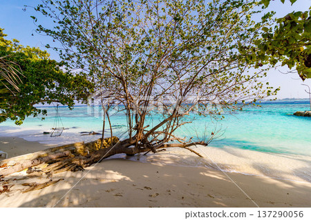 Sun-dappled tree leans over turquoise waters Sun-dappled tree leans over turquoise waters 137290056