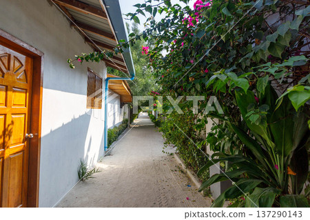 Sunlit path winds past vibrant flowers and wooden doors Sunlit path winds past vibrant flowers and wooden doors 137290143
