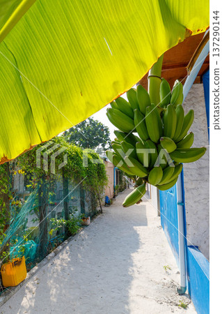 Large green banana bunch hangs under a leaf canopy 137290144