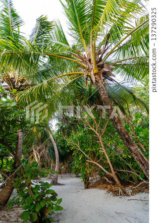 Tall palms sway gently in tropical breeze Tall palms sway gently in tropical breeze 137290325