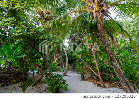 Tropical beach path winds between tall palm trees Tropical beach path winds between tall palm trees 137290326