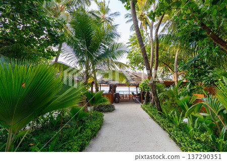 Lush palms frame a tranquil pathway to a secluded beachside lounge Lush palms frame a tranquil pathway to a secluded beachside lounge 137290351