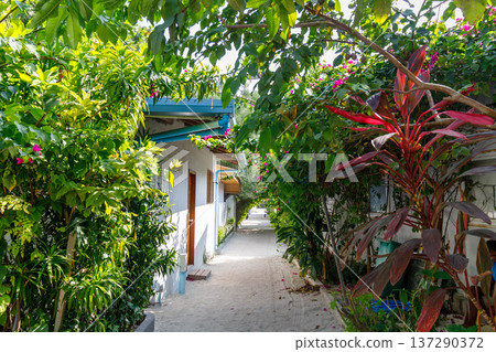 Lush greenery frames a quiet, sunlit alleyway Lush greenery frames a quiet, sunlit alleyway 137290372