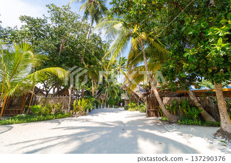 Lush palms line a sunlit gravel path 137290376