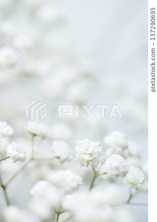 White flowers of the gypsophila. Gentle spring background. White flowers of the gypsophila. Gentle spring background. 137290695