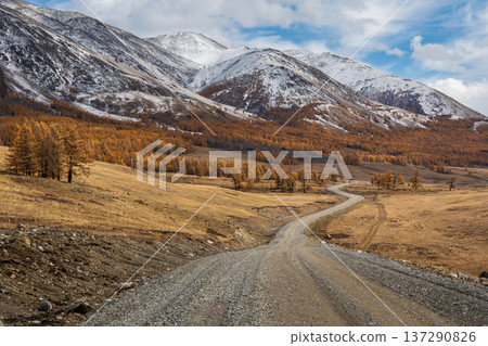 Winding mountain road through autumn larch forest toward snow capped peaks and golden valley views 137290826