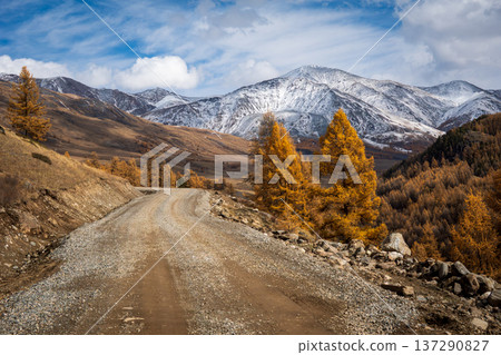 Dirt road in scenic mountainous autumn landscape with yellow trees and snowy peaks 137290827