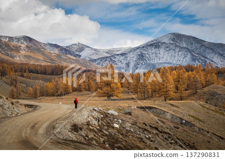 Hiker in red jacket walking on winding mountain road through autumn larch forest with snow capped peaks 137290831