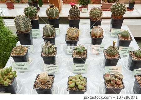 Variety of small cactus and succulent plants displayed in pots with identification labels for botany and horticulture study. Variety of small cactus and succulent plants displayed in pots with identification labels for botany and horticulture study. 137290871